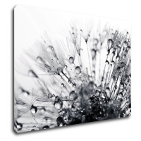 Impresi Obraz Púpava s kvapkami vody - 70 x 50 cm