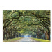 Sconto Obraz TREE 1 120x80 cm, viacfarebná