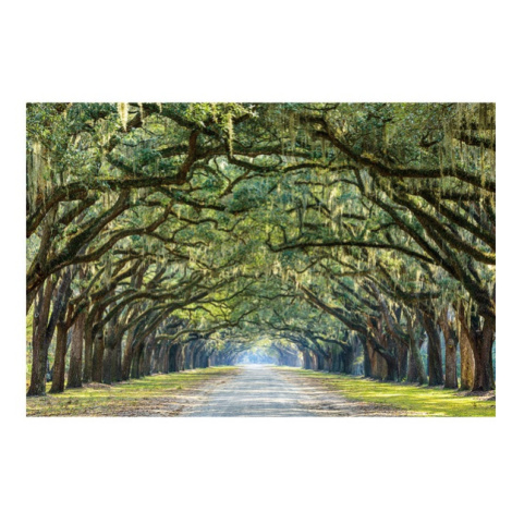 Sconto Obraz TREE 1 120x80 cm, viacfarebná Houseland