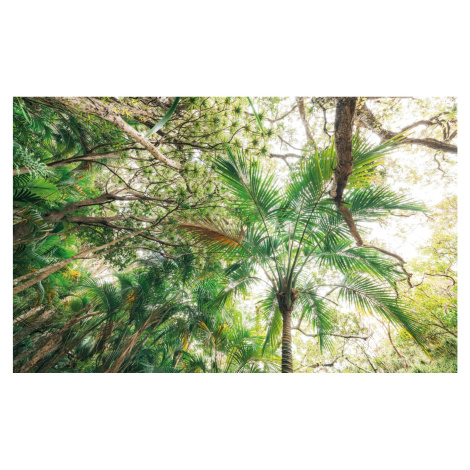 Komar Vliesová fototapeta Touch the Jungle, 450 x 280 cm