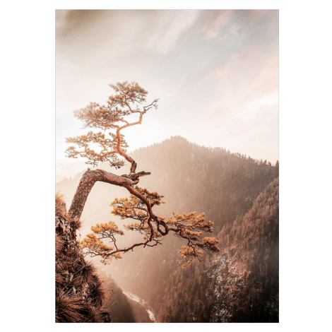 Sklenený obraz 50x70 cm Brown Tree - Styler