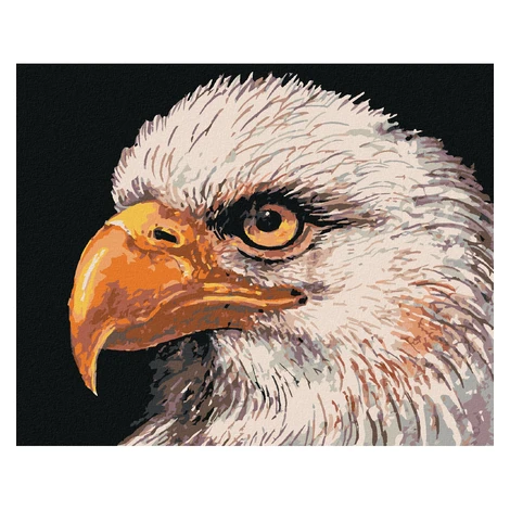 Diamantové maľovanie - OROL BIELOHLAVÝ Rámovanie: vypnuté plátno na rám, Rozmer: 40x50 cm