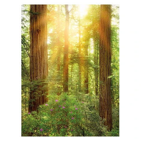 Komar Vliesová fototapeta Redwood 200 x 260 cm