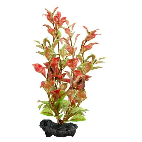 Ludwigia repens ( Red Ludwigia) - rastlina Tetra 23 cm, M